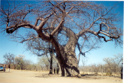 baobabtree.jpg